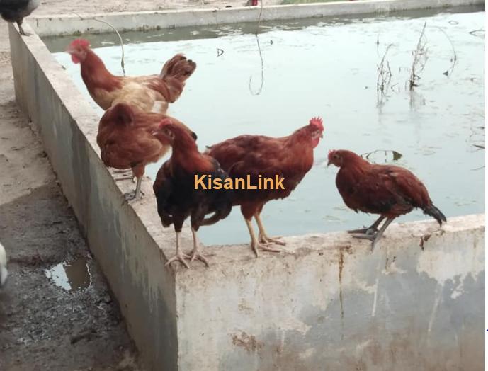 Desi golden misri rooster hens