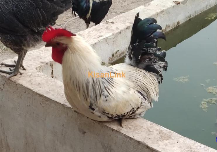 Desi golden misri rooster hens