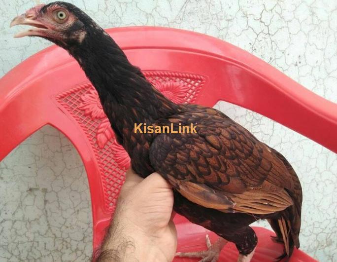 Aseel hen for sale