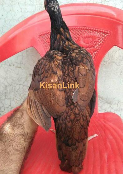 Aseel hen for sale