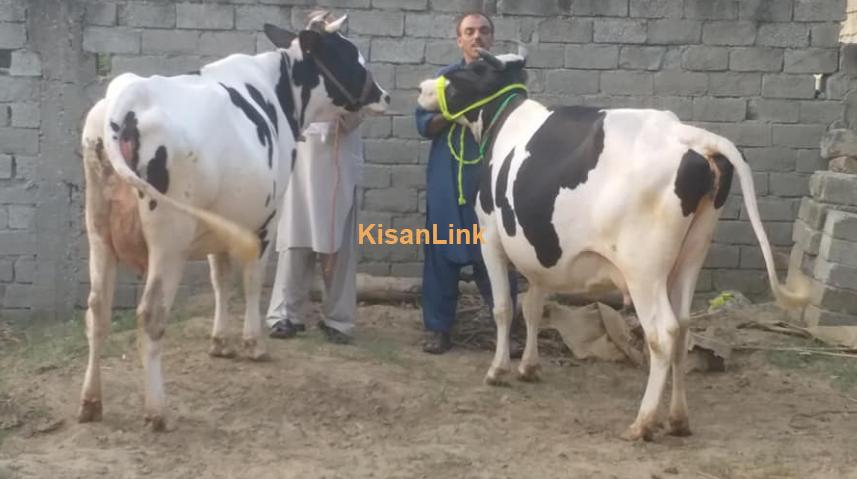 Freesian Cross jori for sale