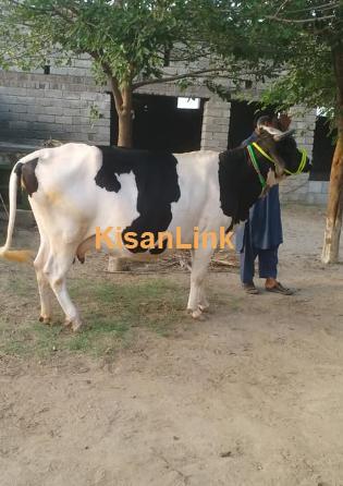 Freesian Cross jori for sale