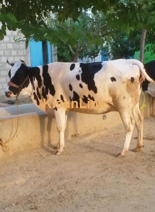 Freesian Cross jori for sale