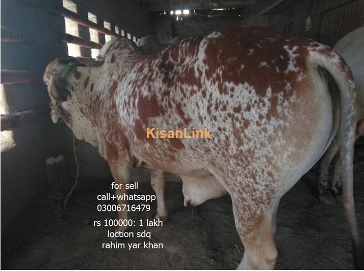 Cow for sale