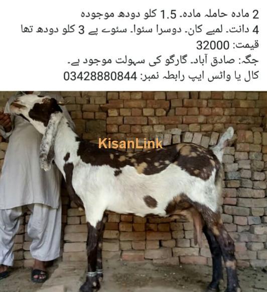 Goat for sale