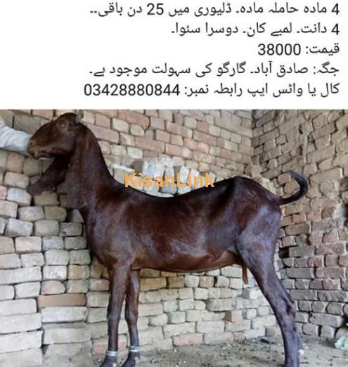 Goat for sale