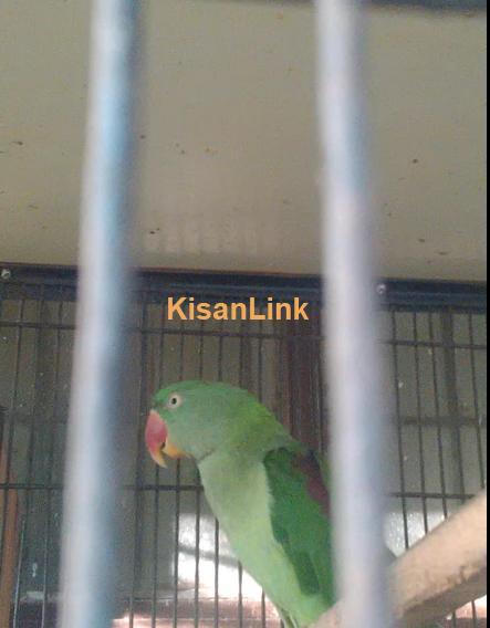 Raw parrot female for sale