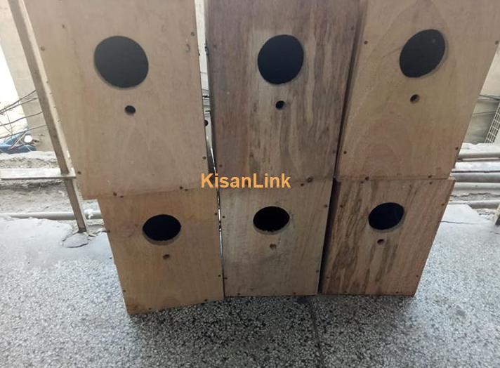 Love bird box for sale in multan