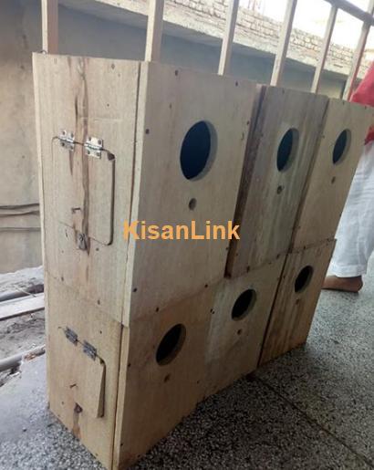 Love bird box for sale in multan