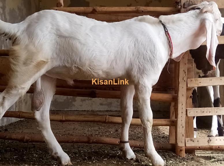 بہترین گروتھ خوبصورت گلابی نر۔ ڈبل ہڈی۔ عمر 6 ماہ۔