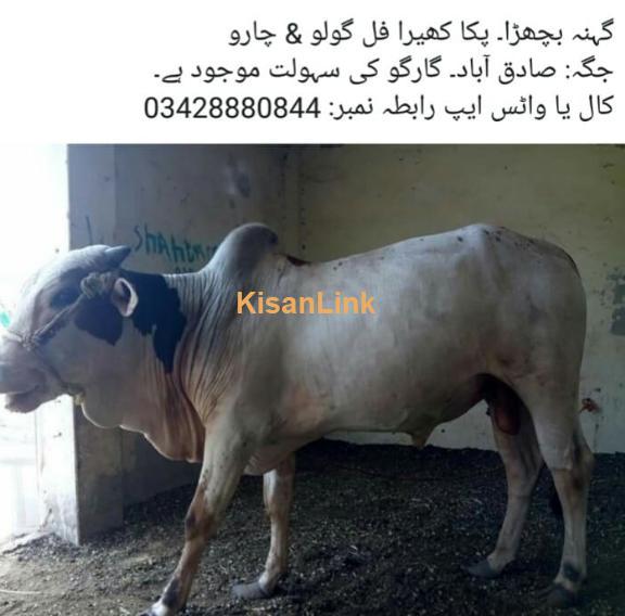 Cow for sale