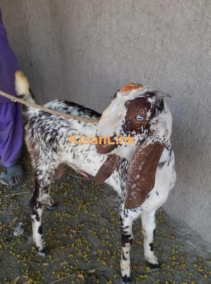 Pure Makhi cheena for sale