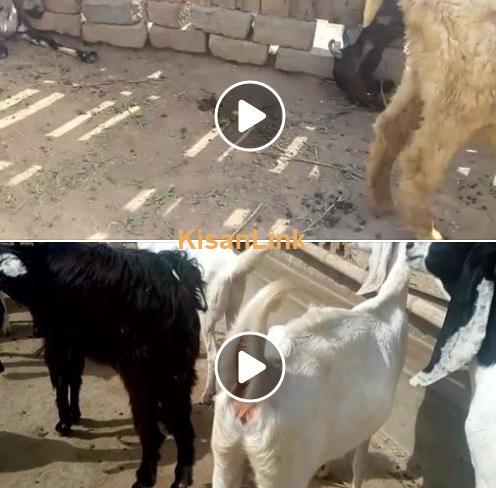 10 kajli females  20 bakriya for sale
