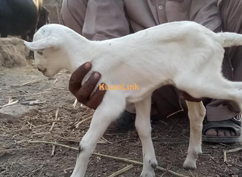 باربری مادہ ساتھ 2 بچے۔ بچے دونوں نر ہیں