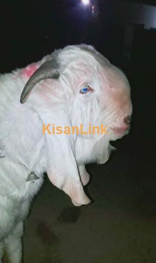 Rajan Puri BAkra for sale