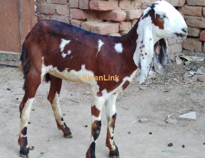 2nagri pathy for sale