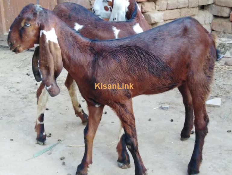 2nagri pathy for sale