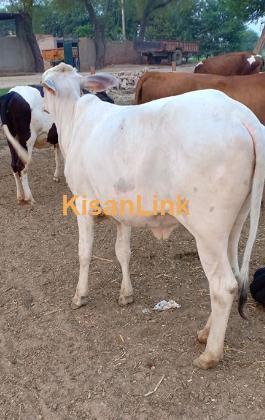 Dairy cow for sale