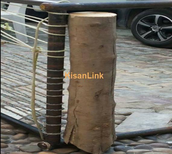 FIBRE WOOD TREES for sale