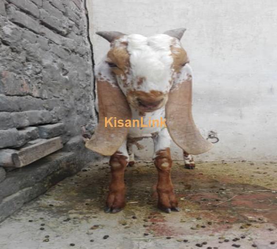top quality Pure makhi cheena bakra for sale
