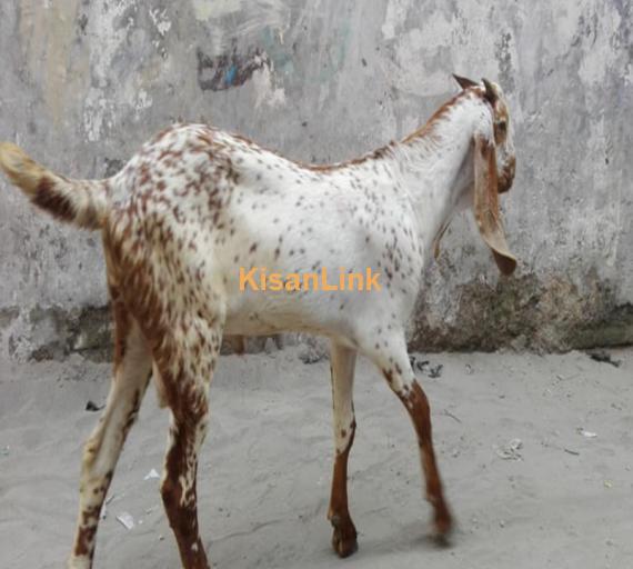 top quality Pure makhi cheena bakra for sale