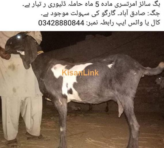 for sale