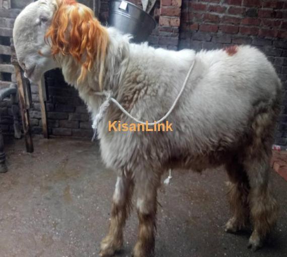 pure keka Mundra jumbo size