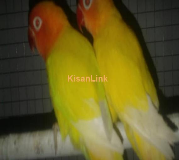 love birds for sale