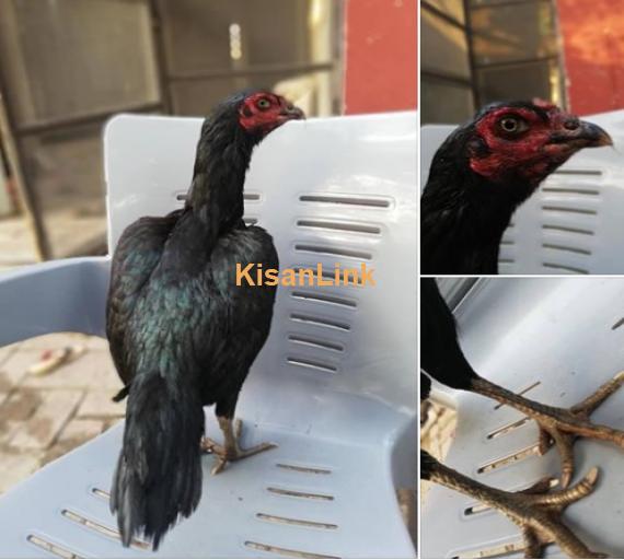 Aseel hen For sale