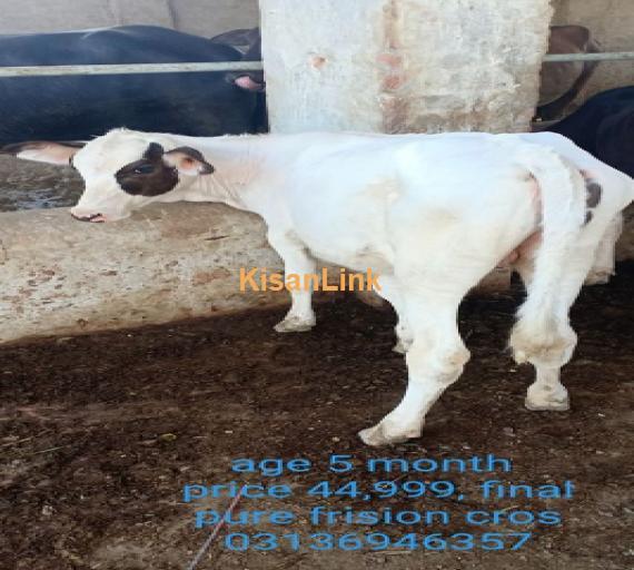 Dairy cow for sale