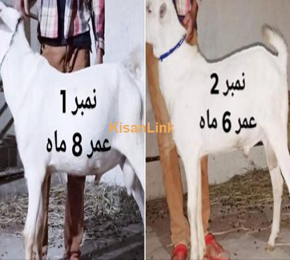 2 عدد سفید ٹیڈے۔ پنک نوز اچھے پلے ہوے۔