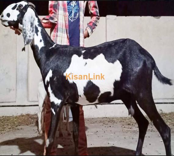 بگ سائیز امرتسری مادہ۔ 2 ماہ حاملہ