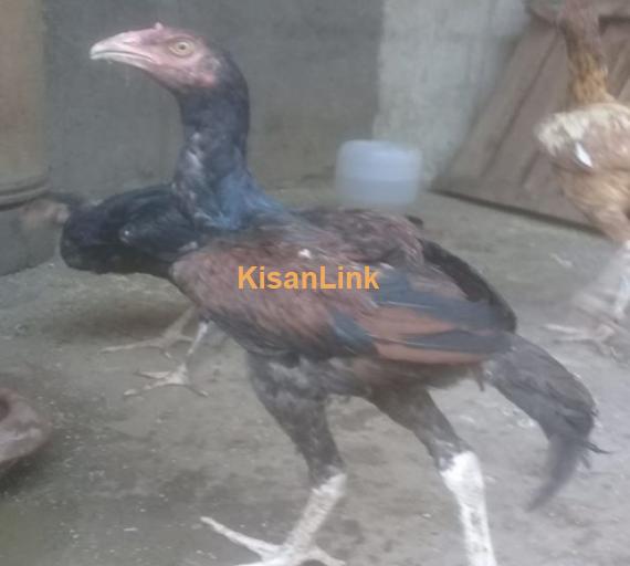 aseel hen for sale