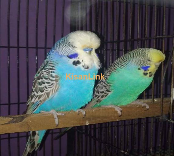 exhibition parrot uk blood line for sale