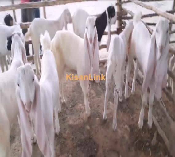 Supreme Quality Gulabi Goat Kids 3 Months Old available for sale
