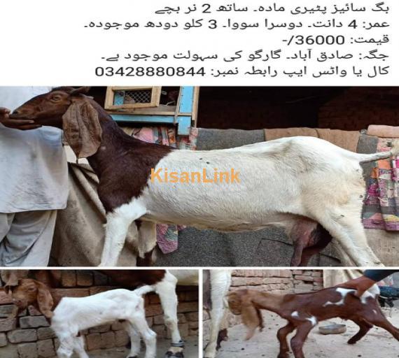 Big size  female goat with male Kids