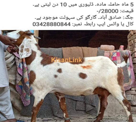 5 mah hamilah bakri