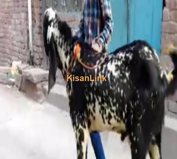 Black Makhiee cheena breeder for sale