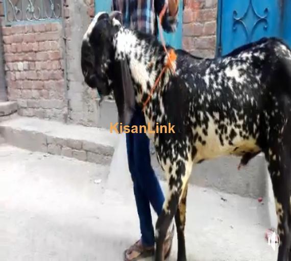 Black Makhiee cheena breeder for sale