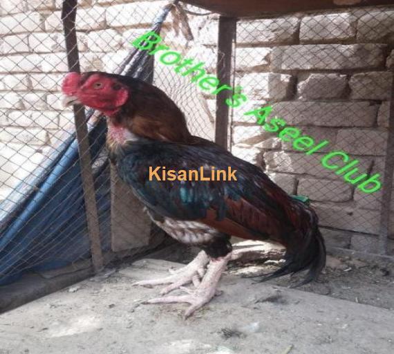 Lakha Breeder For sale