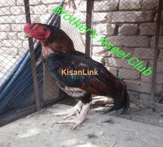 Lakha Breeder For sale