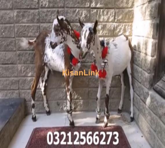 Extremely Beautiful 3 Months Old Barbary Goat Kids pair available for sale.