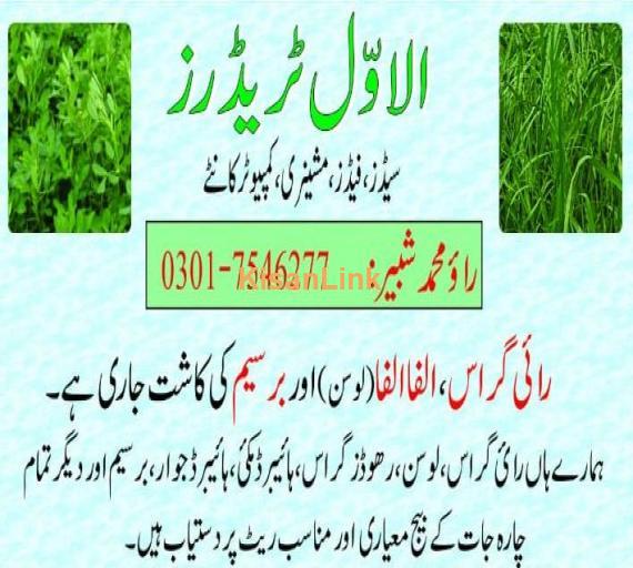 seeds for sale