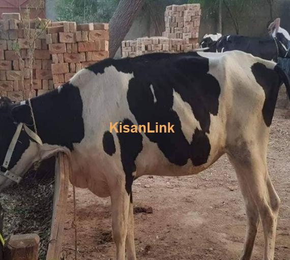 For sale  Cros bread astralian frisian jurcy