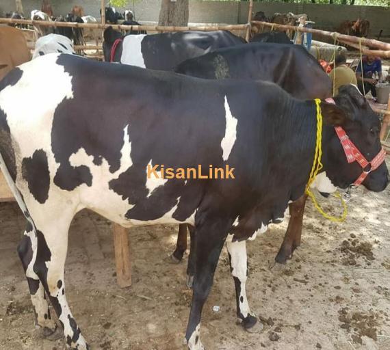 For sale  Cros bread astralian frisian jurcy