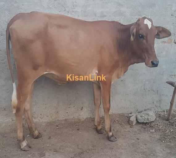 For sale  Cros bread astralian frisian jurcy
