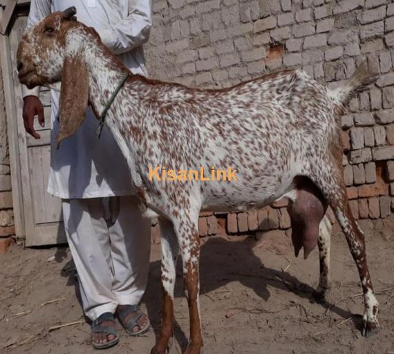 Pure Makhi Cheeni Female