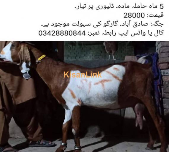 5 mah hamilah bakri