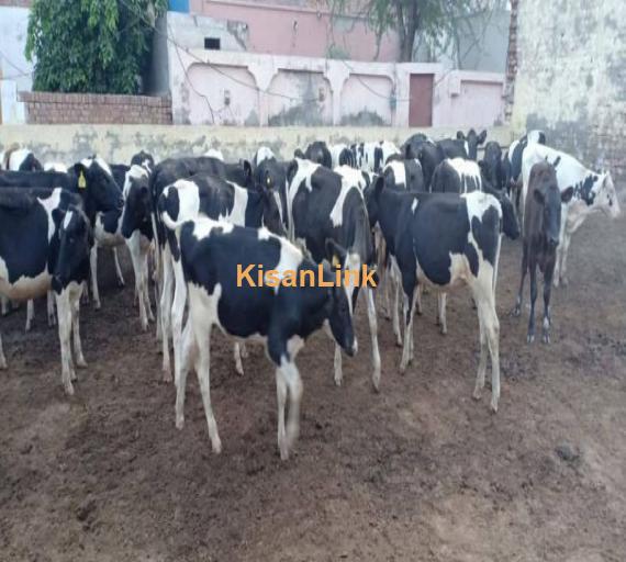 200.heifers non pregnant for sale