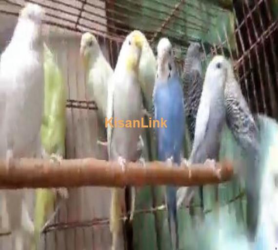 20 good size bujri for sale 10 male or 10 female